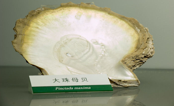 珍珠贝——用时间磨平伤痛，用温柔造就无双的美