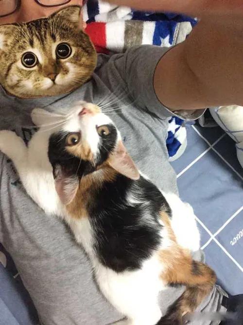 自从有了猫,自从有了猫慢慢变多余