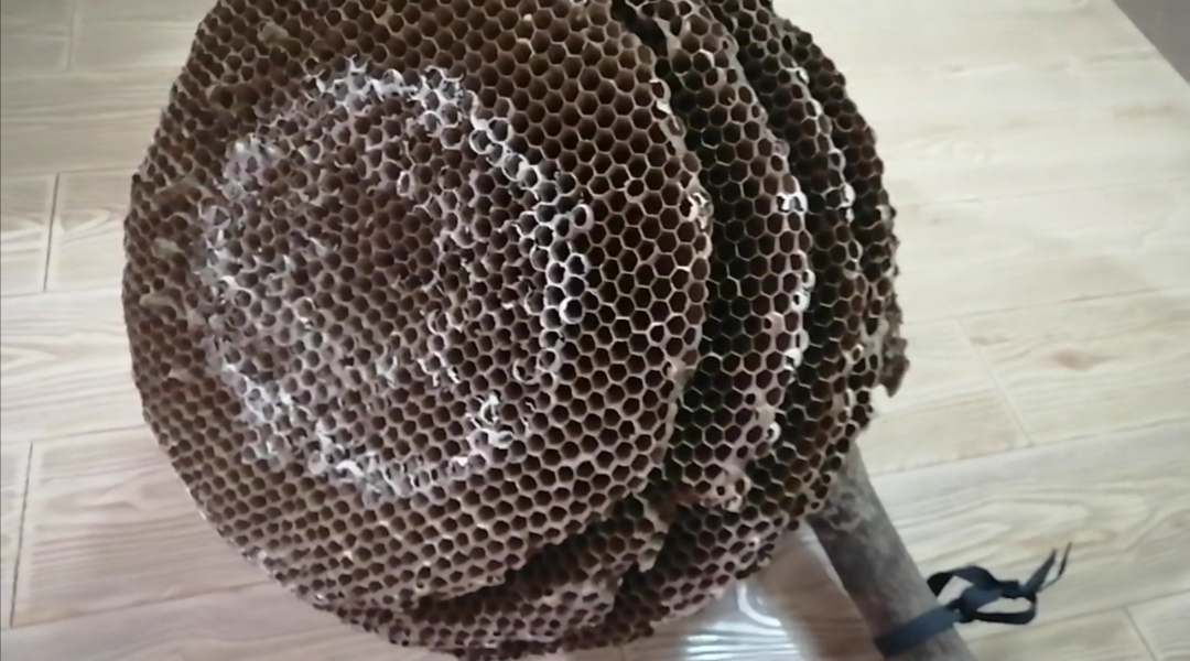 野生马蜂窝一般有多大,野生最大的马蜂窝是多大