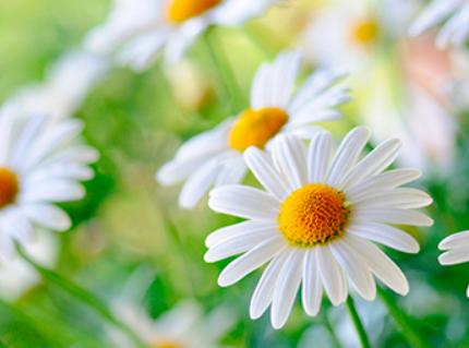 邓伦推荐的一款面膜火了，平价又好用，用后肌肤变得水嫩光滑了