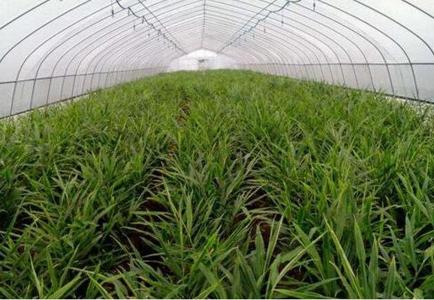 种植生姜怎么提高产量和品质,生姜新品种及种植技术有哪些