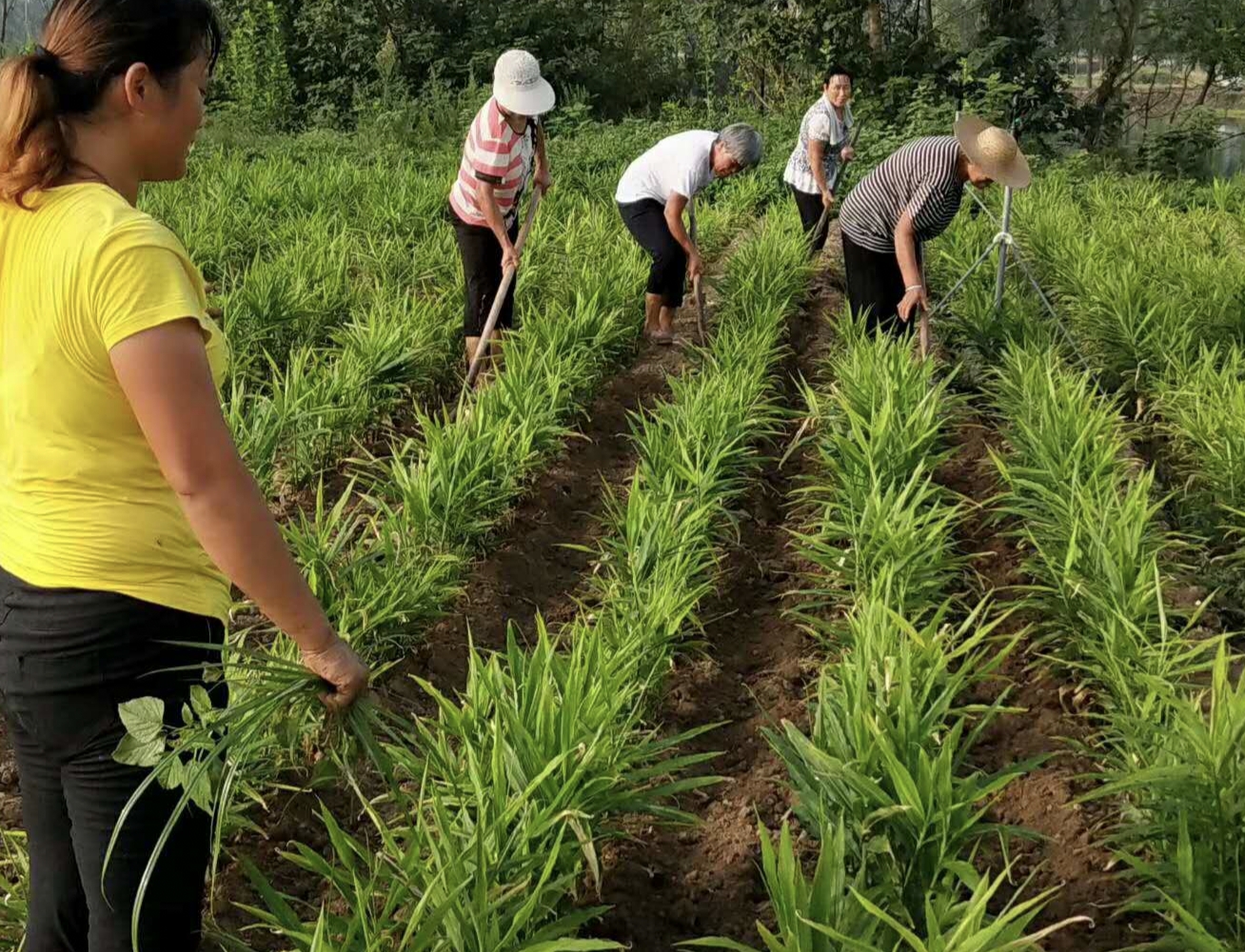 种植生姜一块姜出苗多好还是少好,生姜种植后如何提高产量