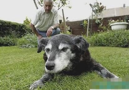 短腿狗腊肠犬,吉尼斯纪录最长的腊肠犬
