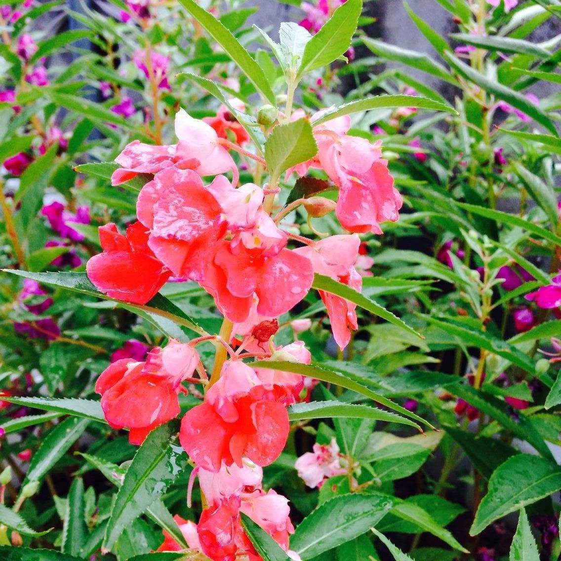 凤仙花怎么种最好,凤仙花怎么养才越来越好看