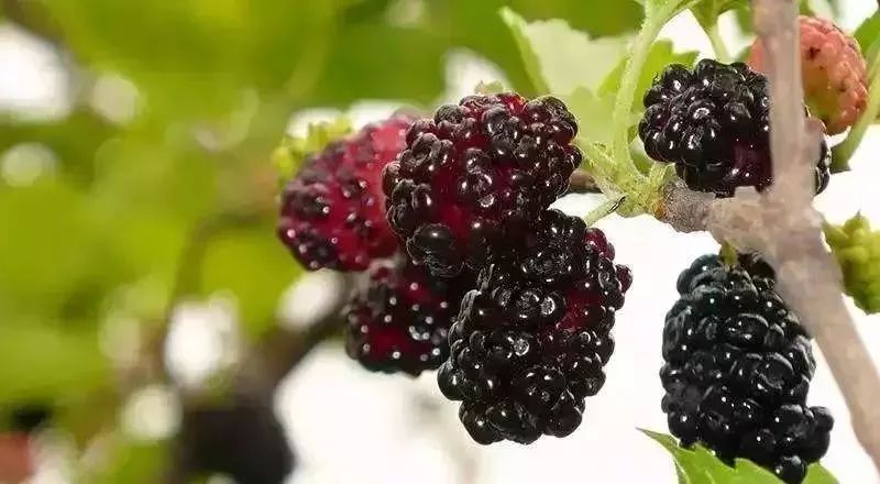 攀枝花哪种水果好吃 (攀枝花两种美味水果)