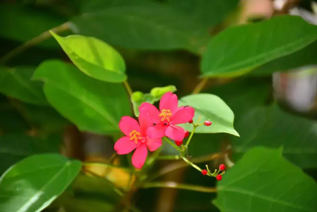 海南四季康城敦和世家,海南四季康城敦和世家最新房价