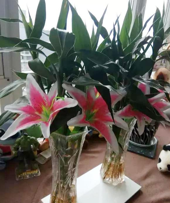 富贵竹黄叶有黑点怎么办,富贵竹杆子发黄什么原因