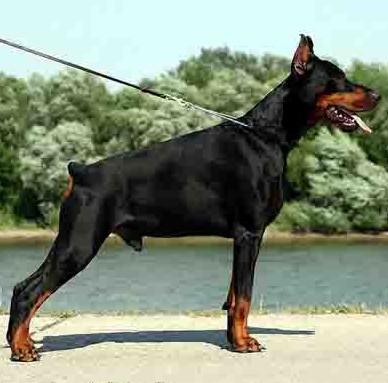 全世界100种名贵狗,世界上46多种名狗图文说明