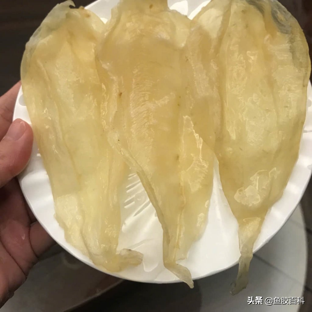 为什么白花胶这么贵 (怎么辨别印尼野生白花胶)