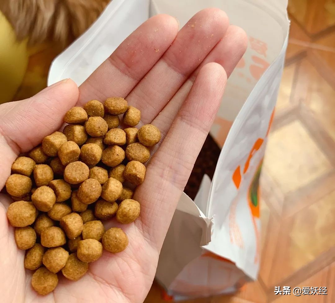 铲屎官减肥瘦身,吐毛球的铲屎官