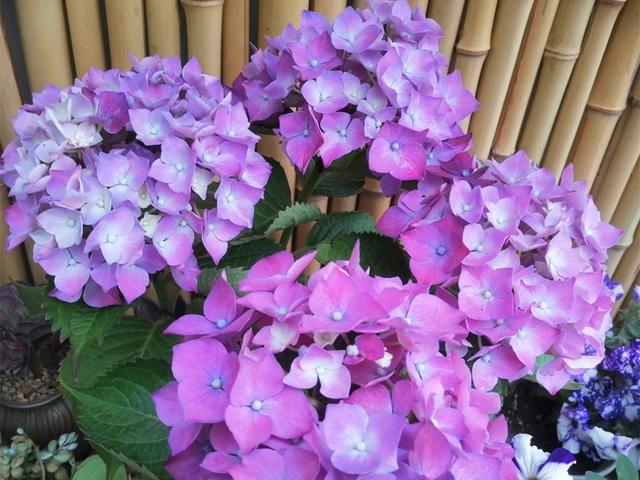 不止因为病虫害，这些原因也可能导致绣球挂掉，但是可以挽救