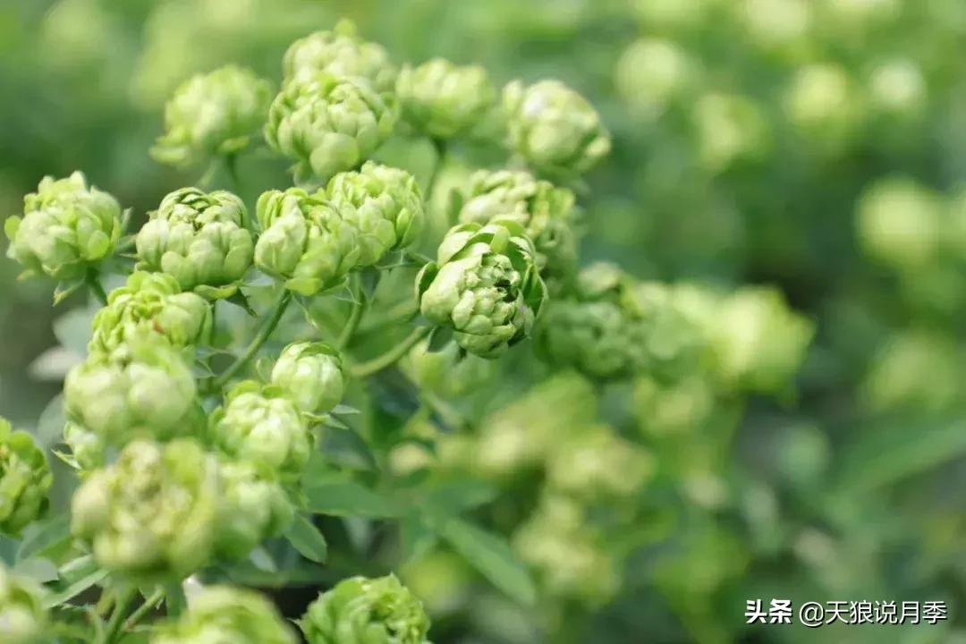 稀奇古怪的月季花,月季几款妖花