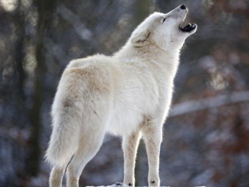 游戏中的怪物形象,游戏怪物角色设计