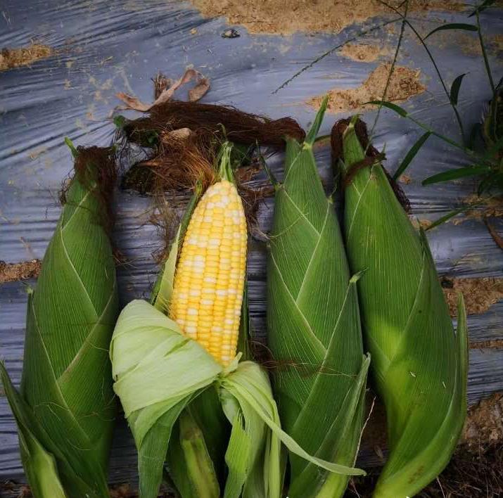 高产高质量优质玉米种都在这里,23年排名前十抗病高产玉米种