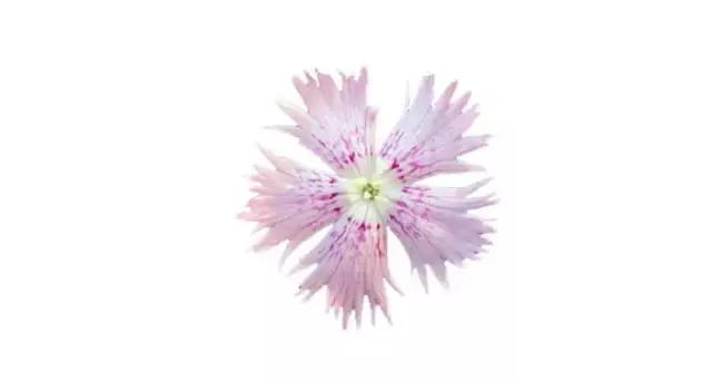 摆盘装饰花草叫什么名字,厨房摆盘装饰花草名称