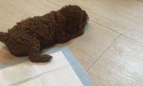 泰迪犬有这些行为说明你没有白养,泰迪犬什么都学不会怎么办