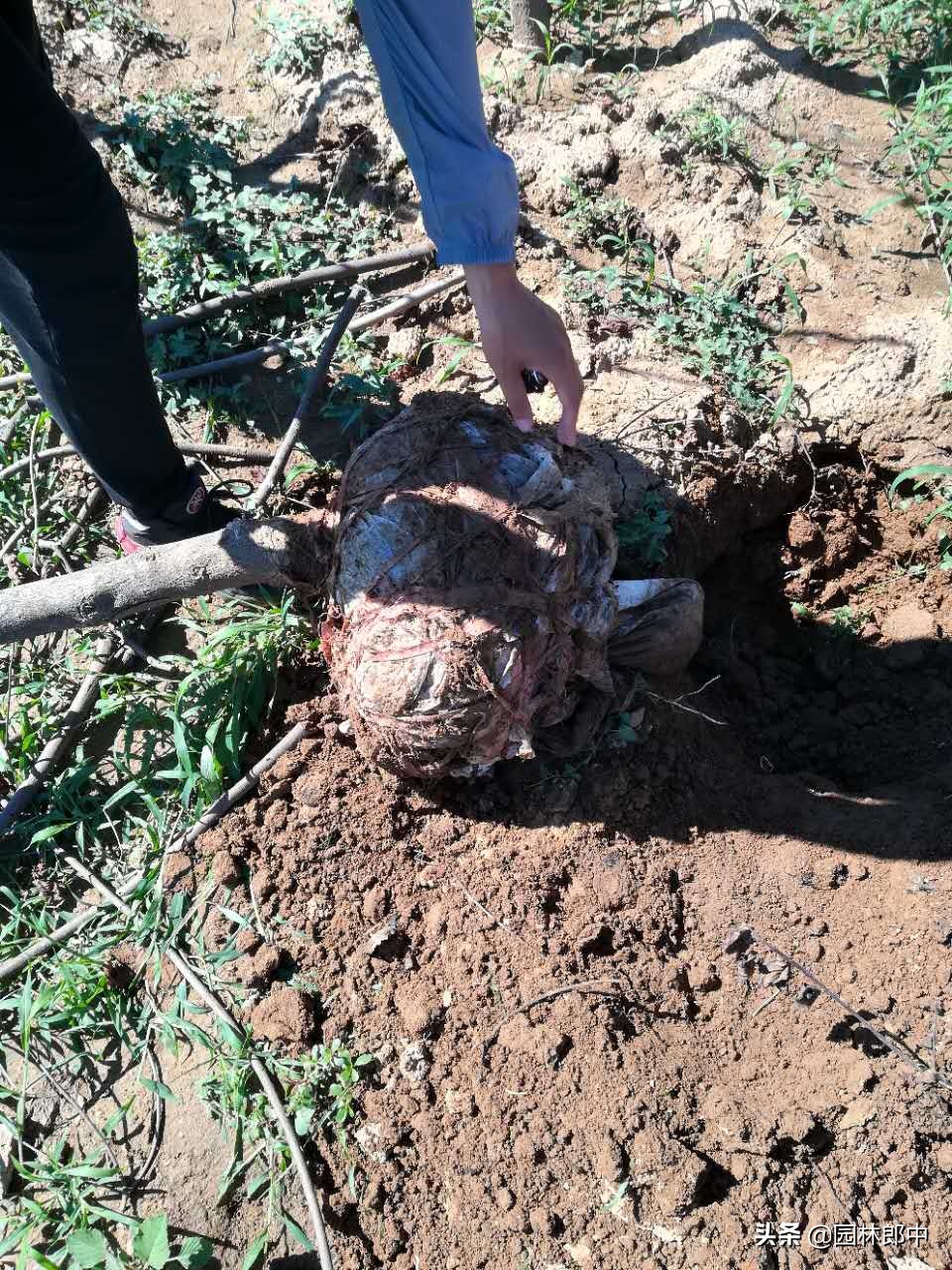 新栽的栾树几月份发芽,今年移栽杨树苗为啥成活率太低