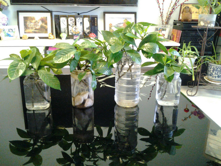 水培栀子花正确方法,栀子花水培生根