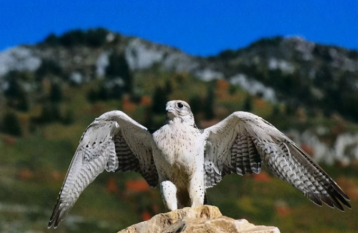 “臂鞲”这种罕见而又古老玉器你了解吗？