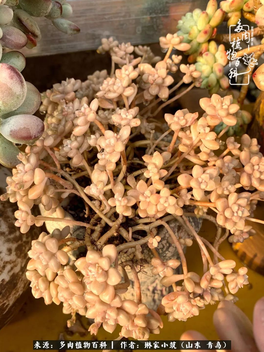 多肉冬季搬进屋里前需要浇水么,多肉过冬