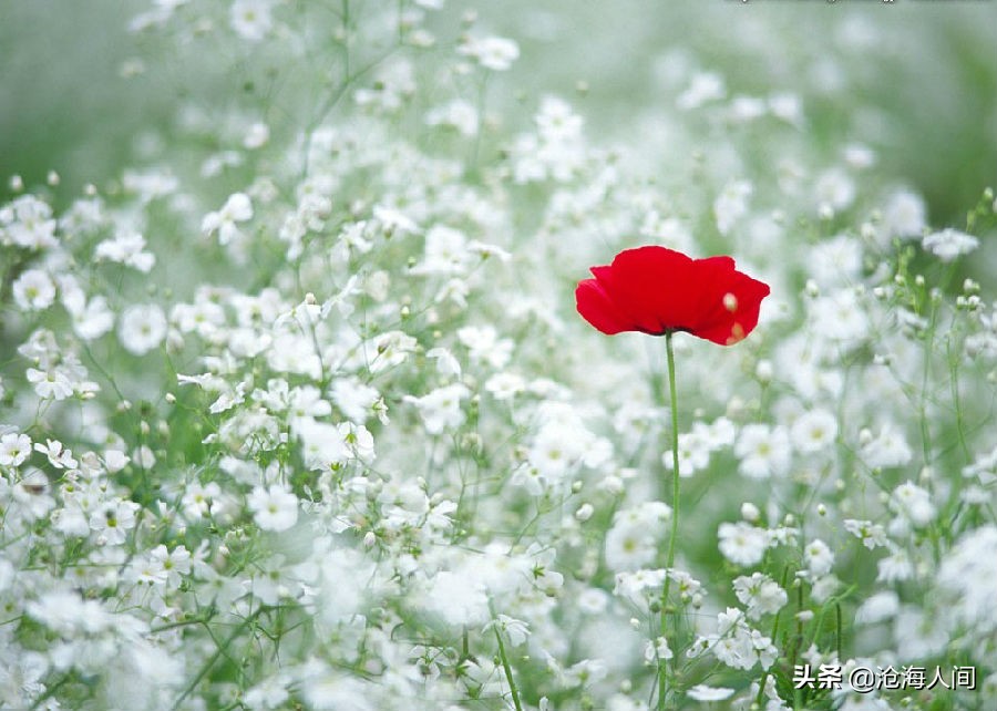 鲍勃迪伦音乐全集,blowinginthewind鲍勃迪伦