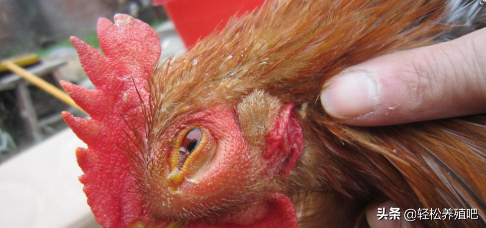 养殖鸡眼睛有什么病,鸡一侧眼睛肿是怎么回事