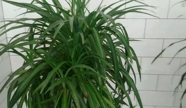 卫生间有异味净化器推荐,卫生间最好除臭物是什么