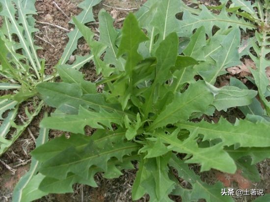 野菜蒲公英图片及识别方法,蒲公英野菜大全配图片和名字