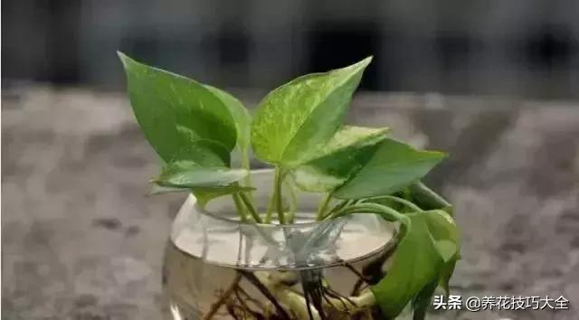 什么花也养不活,什么花都能养死