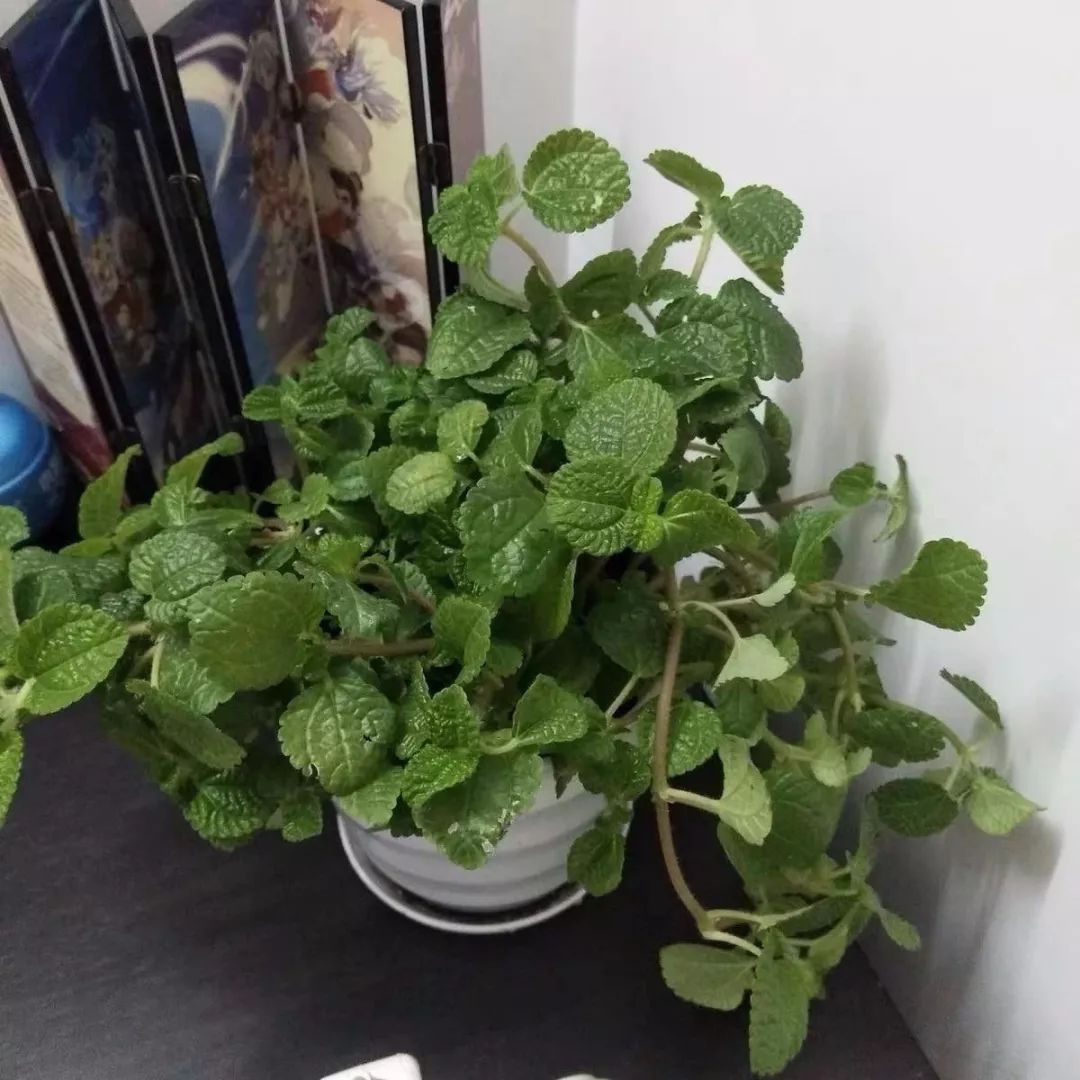 室内养的吸毒植物,20种吸毒花除甲醛