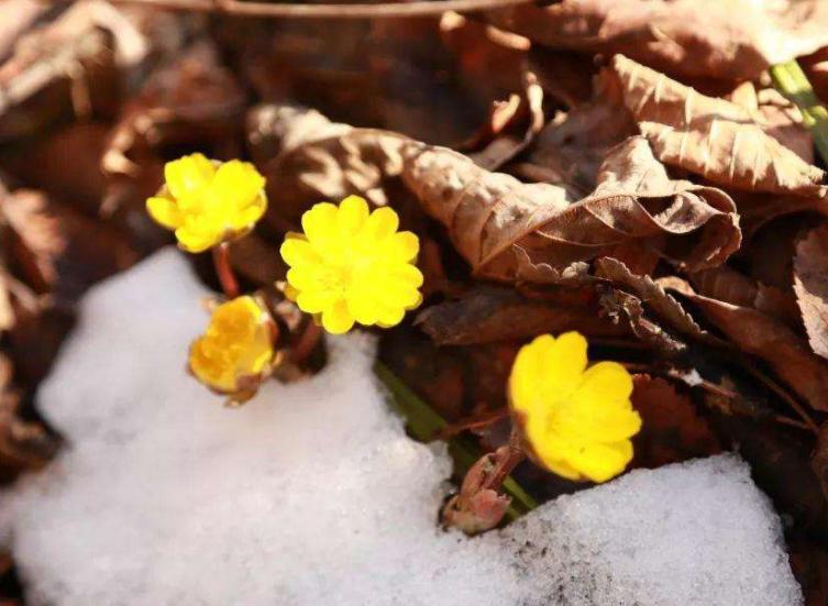 冰凌花带花苞盆栽,冰凌花盆栽种植方法