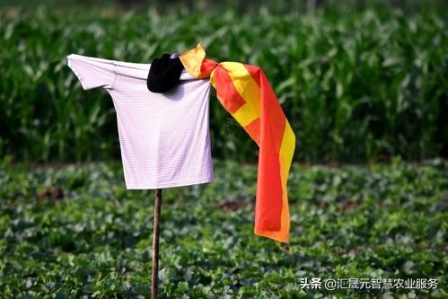 西瓜怎么防鸟害,西瓜田防鸟最快的方法