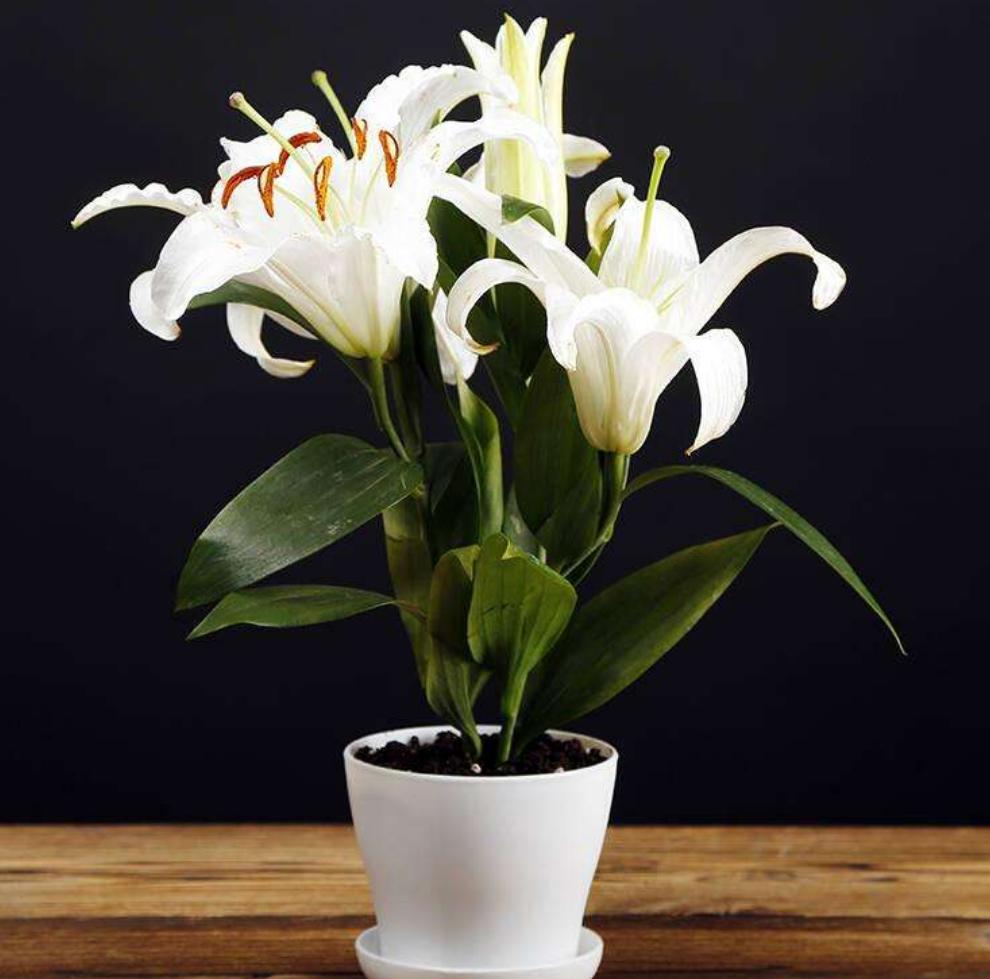 百合花怎么种植才开花多,百合花种球养多久才会开花