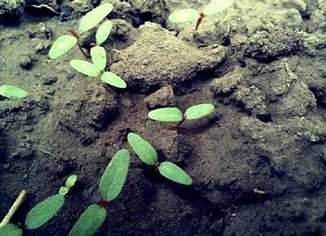 隋朝最大粮仓叫什么,隋炀帝粮仓