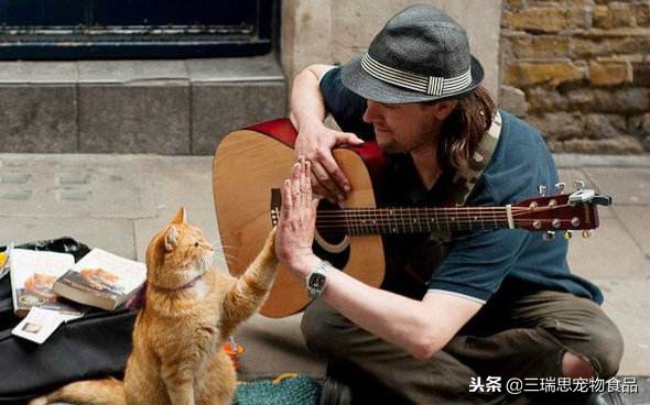 萌猫十大明星,十大萌猫排名