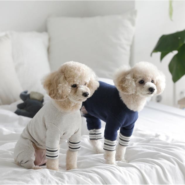 主人给狗狗穿棉服,主人给狗穿衣服