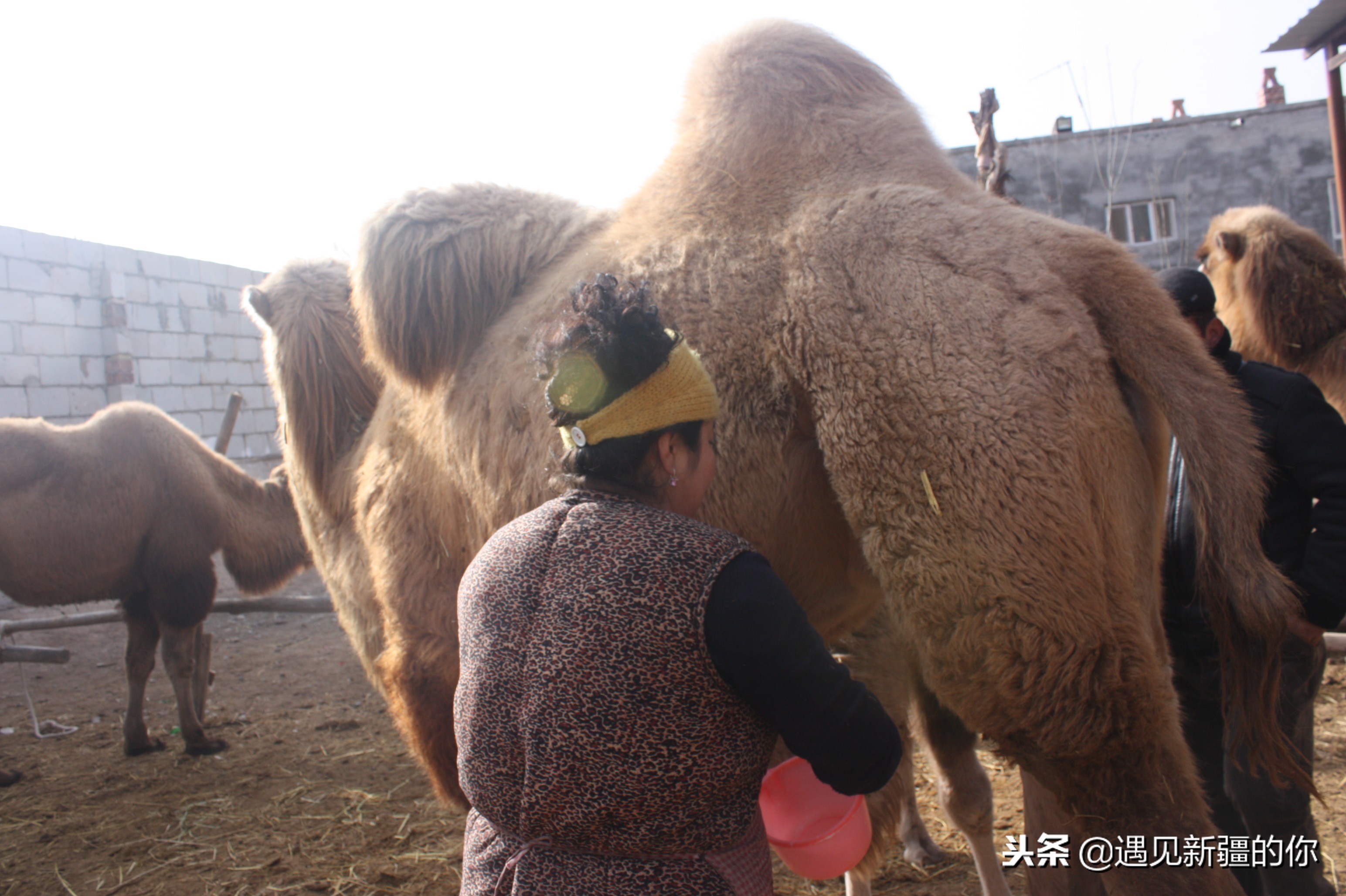 *疆新**天山南麓的一个山区产一种奶，受到游客的追捧千万别错过