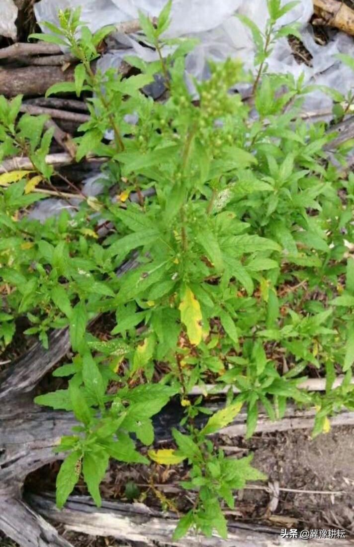 野外夏天防蛇的最佳方法,防止蛇最有效的花草