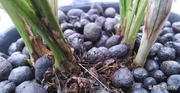 羊粪做有机肥复杂吗,自己制作羊粪有机肥怎么操作