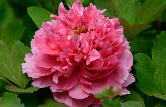 好养易活的红花花卉,红花怎么栽培盆栽