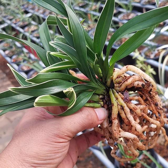 最好养的兰花四季兰,最好养的兰花四季兰品种