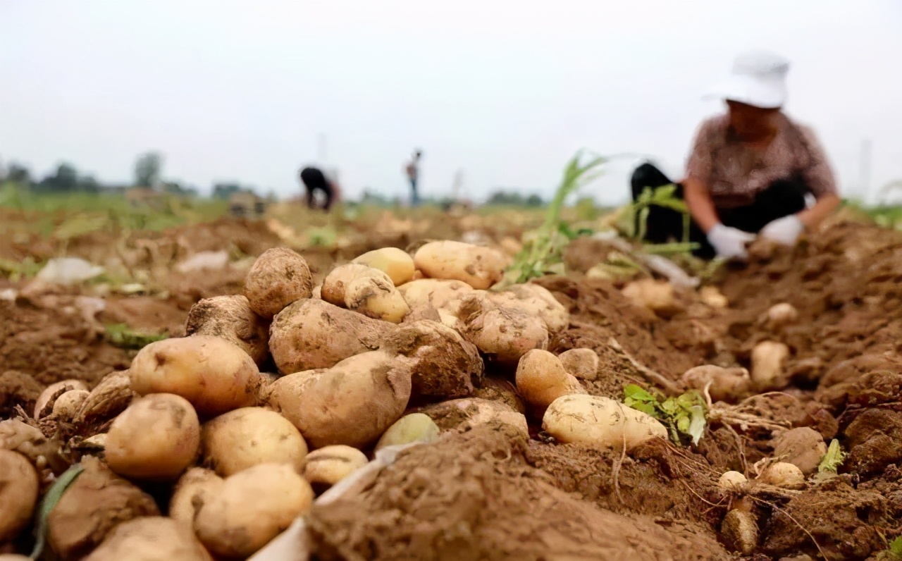 推动数字农业发展依靠哪些技术,数字农业创新应用基地规划方案