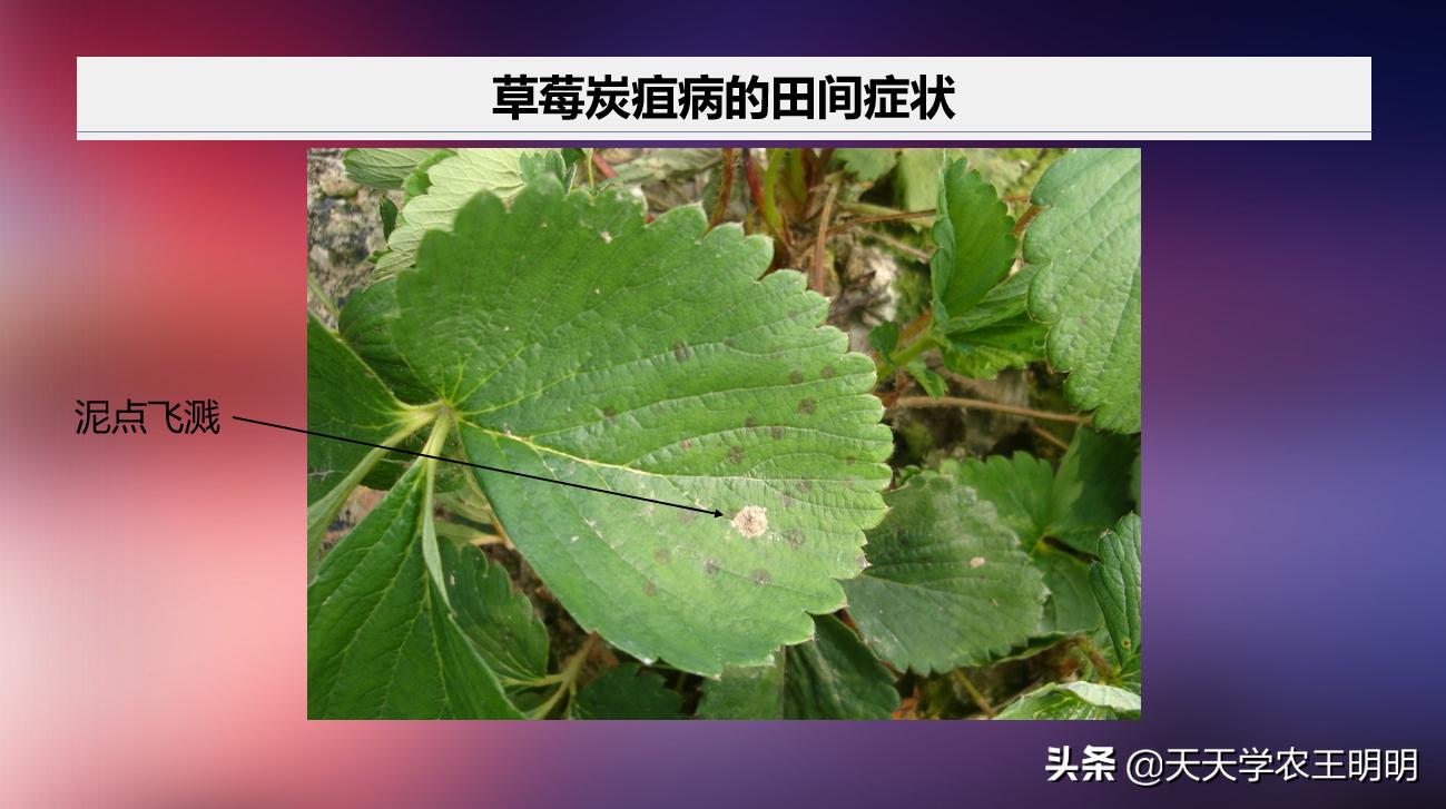 草莓小苗移栽大棚发炭疽病怎么办,草莓炭疽病初期苗还可以治好吗