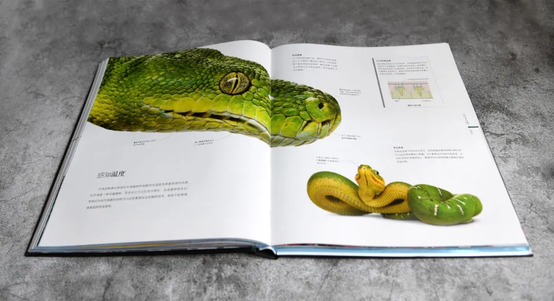 揭秘动物世界的“冷知识”,动物世界中的奇妙之处