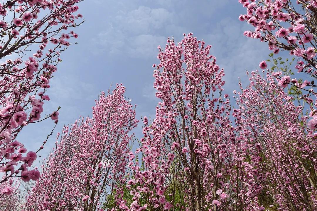 云赏花的小视频,云赏花路