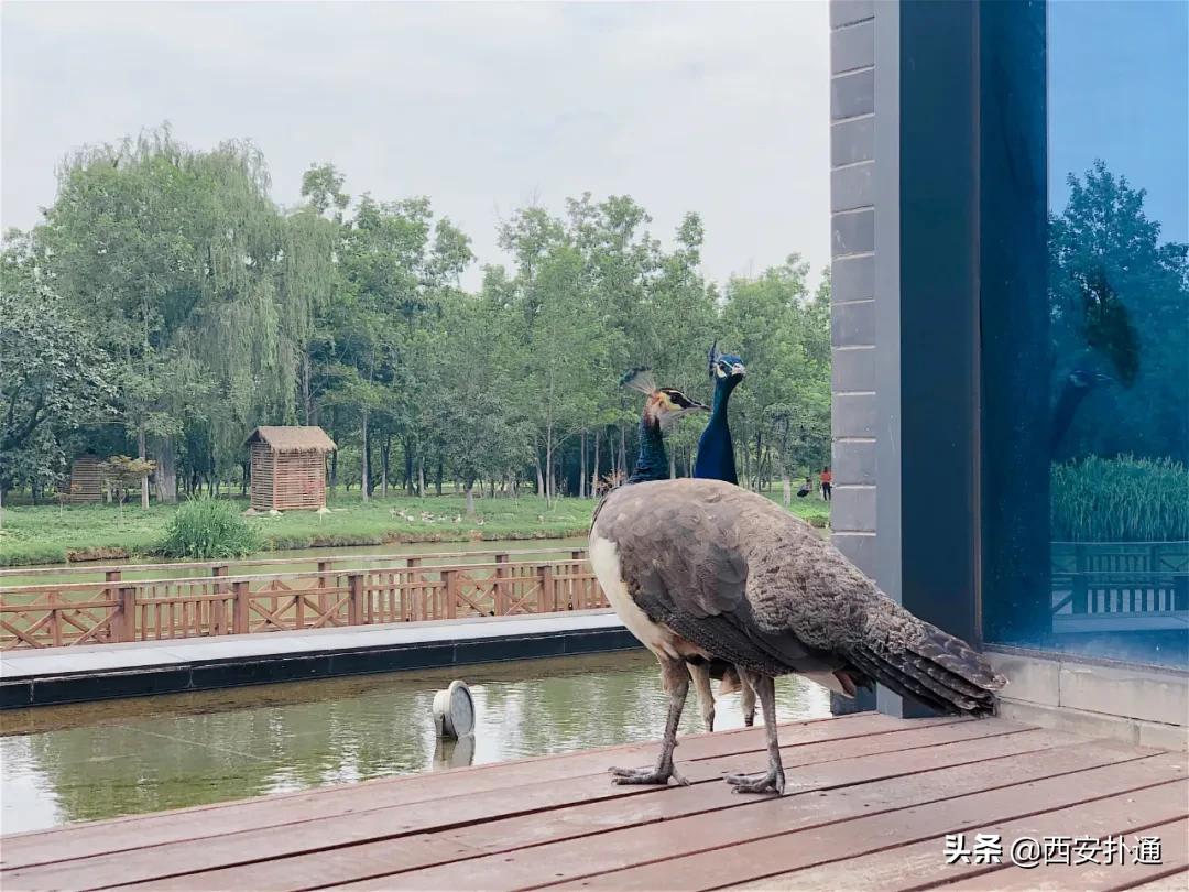 浐灞国家湿地公园最美地方,浐灞湿地公园有啥好玩的