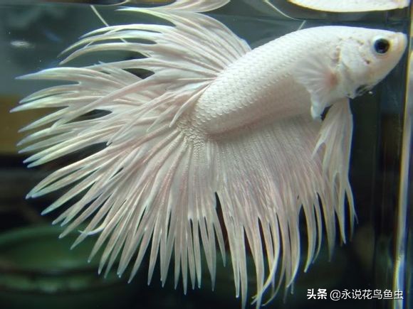 斗鱼哪个品种好养活,斗鱼品种哪个好养