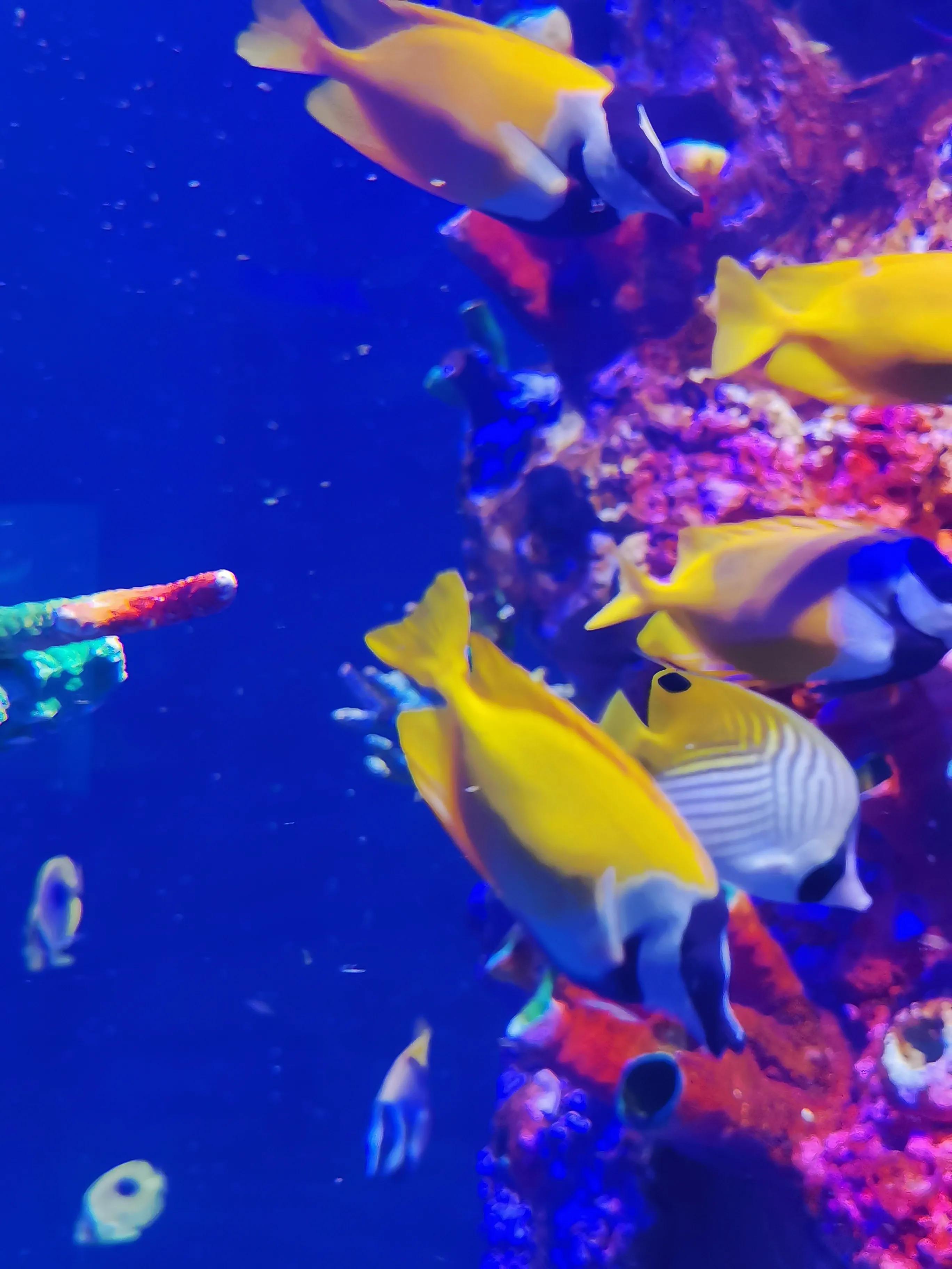 璧拌繘娴锋磱鍔ㄧ墿娴峰簳涓栫晫,鍙傝娴峰簳涓栫晫娴锋磱鍔ㄧ墿瑙嗛