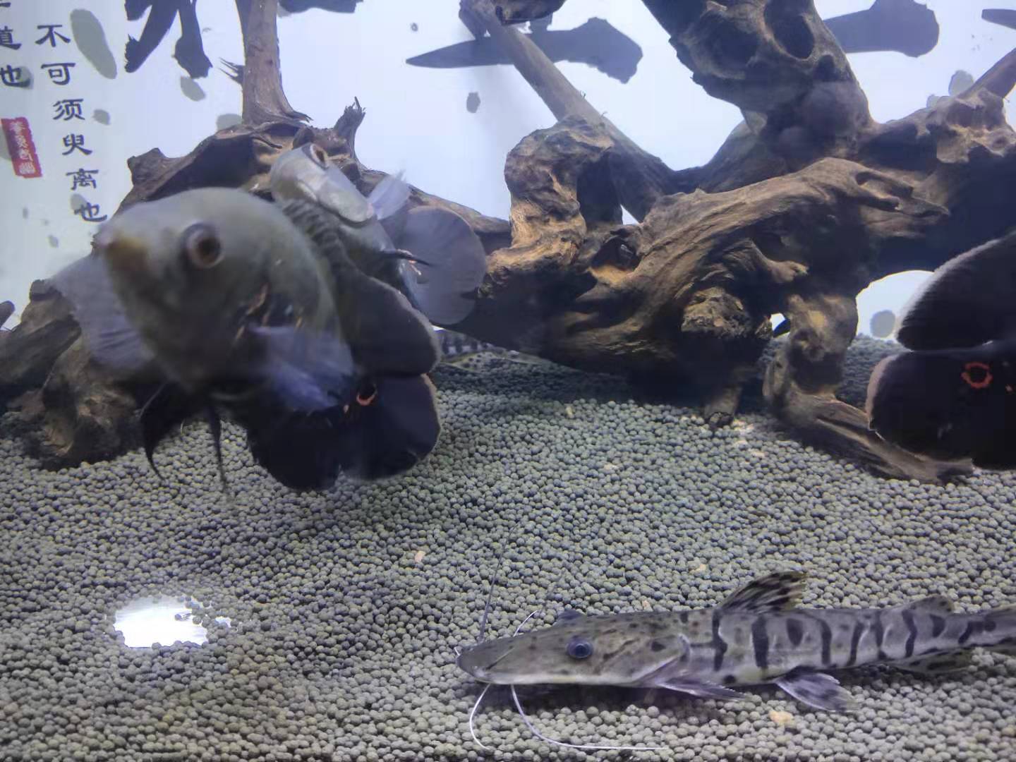 饲料鱼品质的好坏，决定中大型观赏鱼的体质，我们应该如何选择？