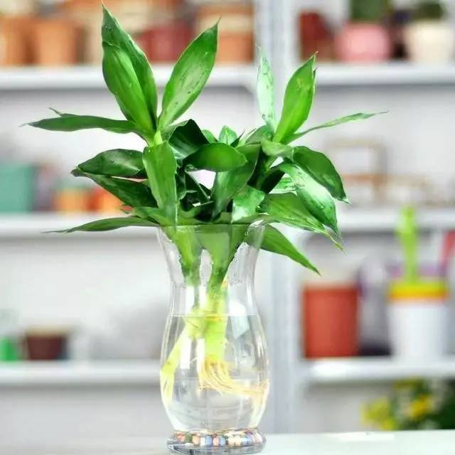 富贵竹叶尖发黄是全剪还是剪一半,富贵竹叶片黄了营养过剩怎么办